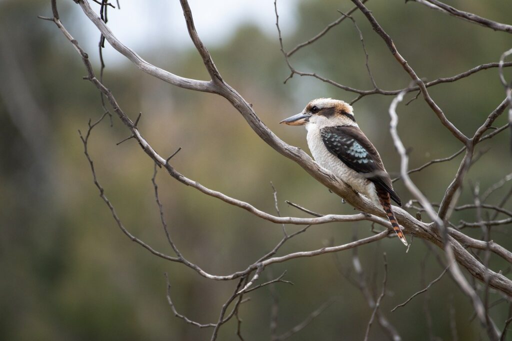 kookaburra, bird, branch